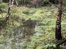 Lebensraum für viele Tier- und Pflanzenarten: Muldenmoor im Pöllwitzer Wald. Bild: Jörn Krüger/Bundesforst