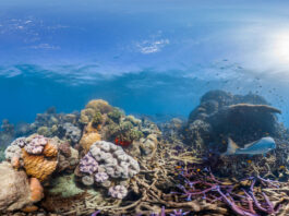 Das Great Barrier Reef vor Australien ist das größte lebende Korallenriffsystem der Erde. Bild: Christophe Bailhache/Unterwater Earth