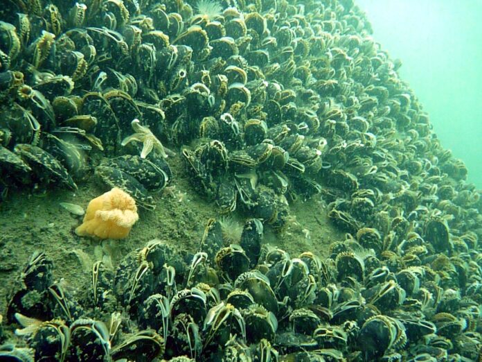 Miesmuscheln besiedeln die Fundamente von Windparks. Bild: Alfred-Wegener-Institut/Roland Krone