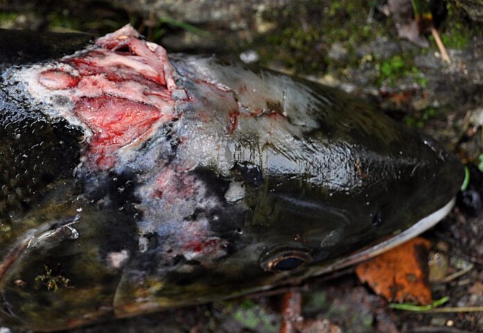 Von Lachsläusen bei lebendigem Leibe zernagter Lachs. Lachszuchten sind wahre Brutstätten für diesen Schädling. Bild: M. Raguse