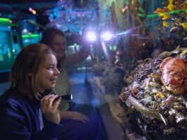 Eine abendliche Taschenlampenführung bietet im Winter ungewöhnliche Einblicke in die Aquarien des OZEANEUM in Stralsund. Foto: Anke Neumeister/Deutsches Meeresmuseum