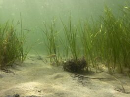 Pflanze mit großem Potenzial: Seegraswiesen fördern Artenvielfalt, tragen durch Wellenberuhigung zum Küstenschutz bei und verbessern die Wasserqualität. Darüber hinaus sind sie sehr effektive Speicher für Kohlendioxid. Foto: Jan Dierking, GEOMAR