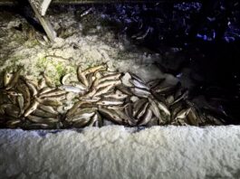 Die Salmoniden aus dem verünglückten Fischtransporter verendeten im Seitengraben. Bilder: Feuerwehren der Samtgemeinde Sittensen