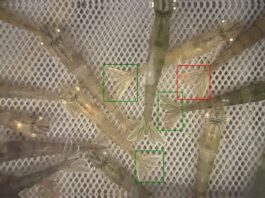 Stressfrüherkennung an Garnelenschwänzen: roter Fächerschwanz=gestresst, grün=nicht gestresst. Bild: Bert Wecker