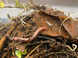 Auf intensiv genutzten Ackerflächen gibt es deutlich weniger Regenwürmer als auf ungenutzten Flächen. Bild: Daniil Korobuschkin