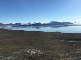 Die neue bodendeckende Alge wächst in grünen Bodenkrusten an der Küste von Spitzbergen in der Arktis. Foto: Ulf Karsten/Universität Rostock