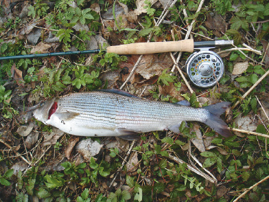 Äschen dürfen in einigen Abschnitten der Saale sogar bis Ende Dezember befischt werden.