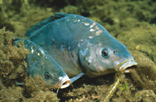 Karpfen gehören zu den begehrtesten Fischarten der Angler an den Vorbecken.