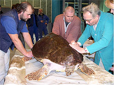 Schildkröten-Untersuchung