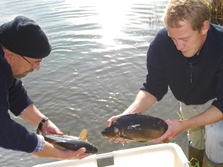 Angler und Forscher besetzen gemeinsam markierte Karpfen. Später kontrollieren sie, ob der Bestand tatsächlich erhöht werden konnte. Foto: Besatzfisch/IGB