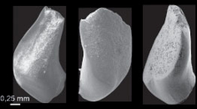 Zähne des 37 Millionen Jahre alten Marmorkarpfen-Fossils. Bild: Senckenberg