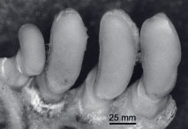 Zum Vergleich: Zähne einer noch heute lebenden Marmorkarpfenart. Bild: Senckenberg