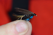 Connemara black - eine der bekanntesten Forellenfliegen.