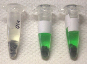 Aufbereitung von Kaviarproben mit Alkohol für eine genetische Analyse. Bei den gefälschten Proben BG1 und BG3 tritt künstliche grüne Farbe aus. Links sieht man eine Original-Kaviarprobe mit dem gleichen Verfahren behandelt ohne Abfärbung. Foto: Ida Steie