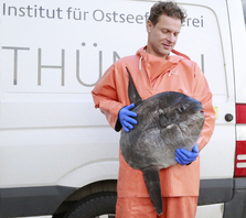 Dr. Uwe Krumme vom Thünen-Institut mit Mondfisch. Bild: Annemarie Schütz, Thünen-Institut
