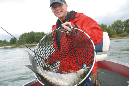 Geschafft, der Fisch ist im Netz. Rapfen sind schwer mit der Hand zu landen, deshalb sollte ein Kescher beim Angeln immer mit dabei sein.