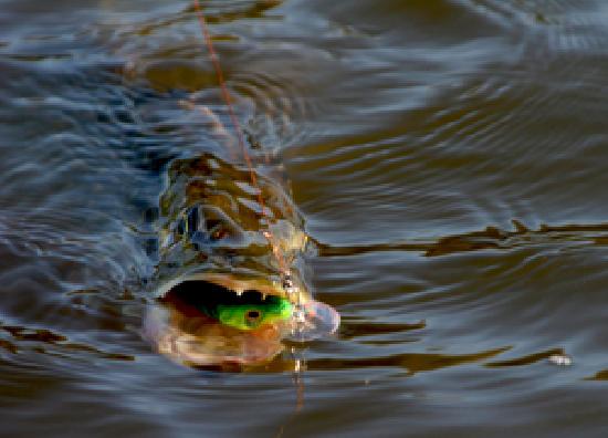 Bild: Fischereiverband NRW - FISCH & FANG