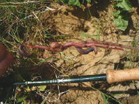 Würmer (links) und violette Kunst-Krabben sind die Top-Köder am River Moy.