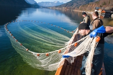 Grundlsee-Fischer holen die Netze ein. Bild: ÖBf-Archiv/W. Simlinger