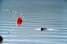 Schweinswal auf Kollisionskurs mit einem Netz. Bild: Boris Culik