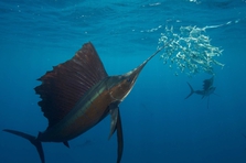 Ein Segelfisch führt seinen Schnabel durch einen Sardinenschwarm. Bild: Rodrigo Friscione