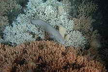 Kalwasserkorallen